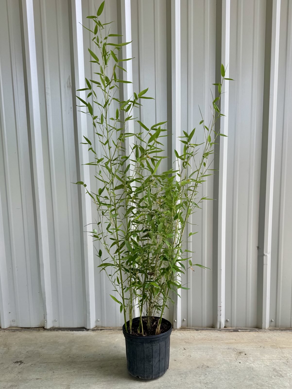 bamboo plant Red Margin Bamboo 5 Gallon (6'-8' tall)