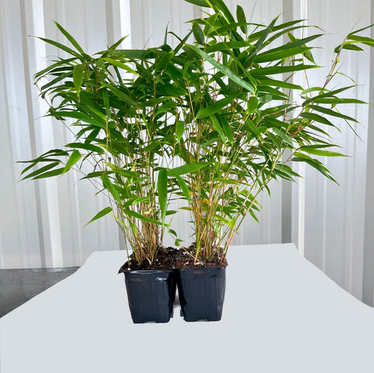 Rufa (Cold hardy Clumper)