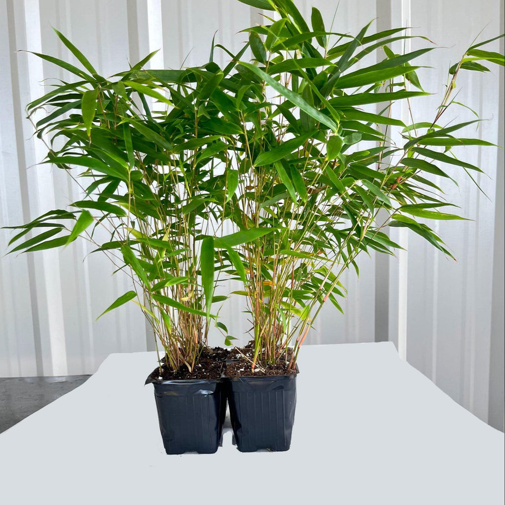 Rufa (Cold hardy Clumper)