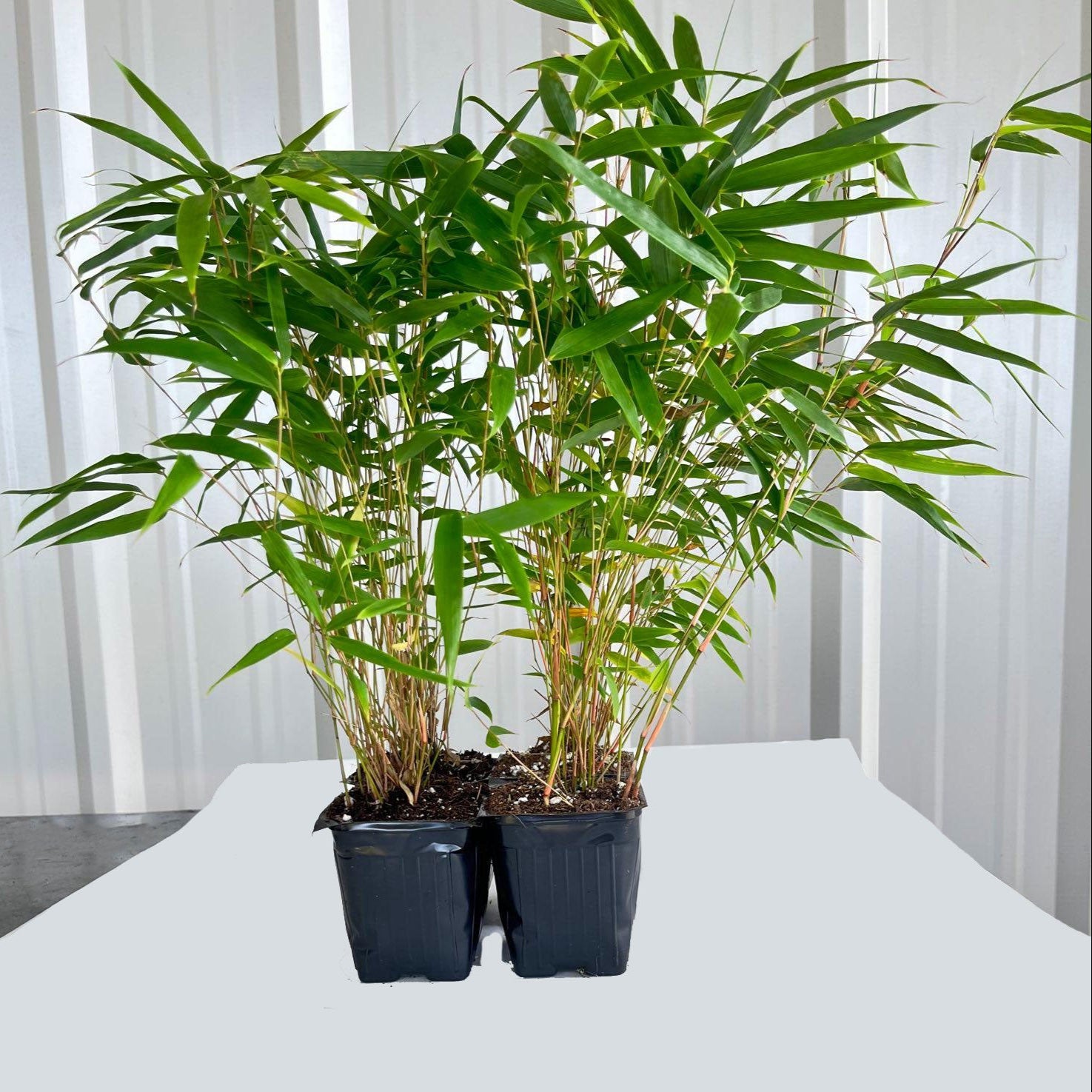 Rufa (Cold hardy Clumper)