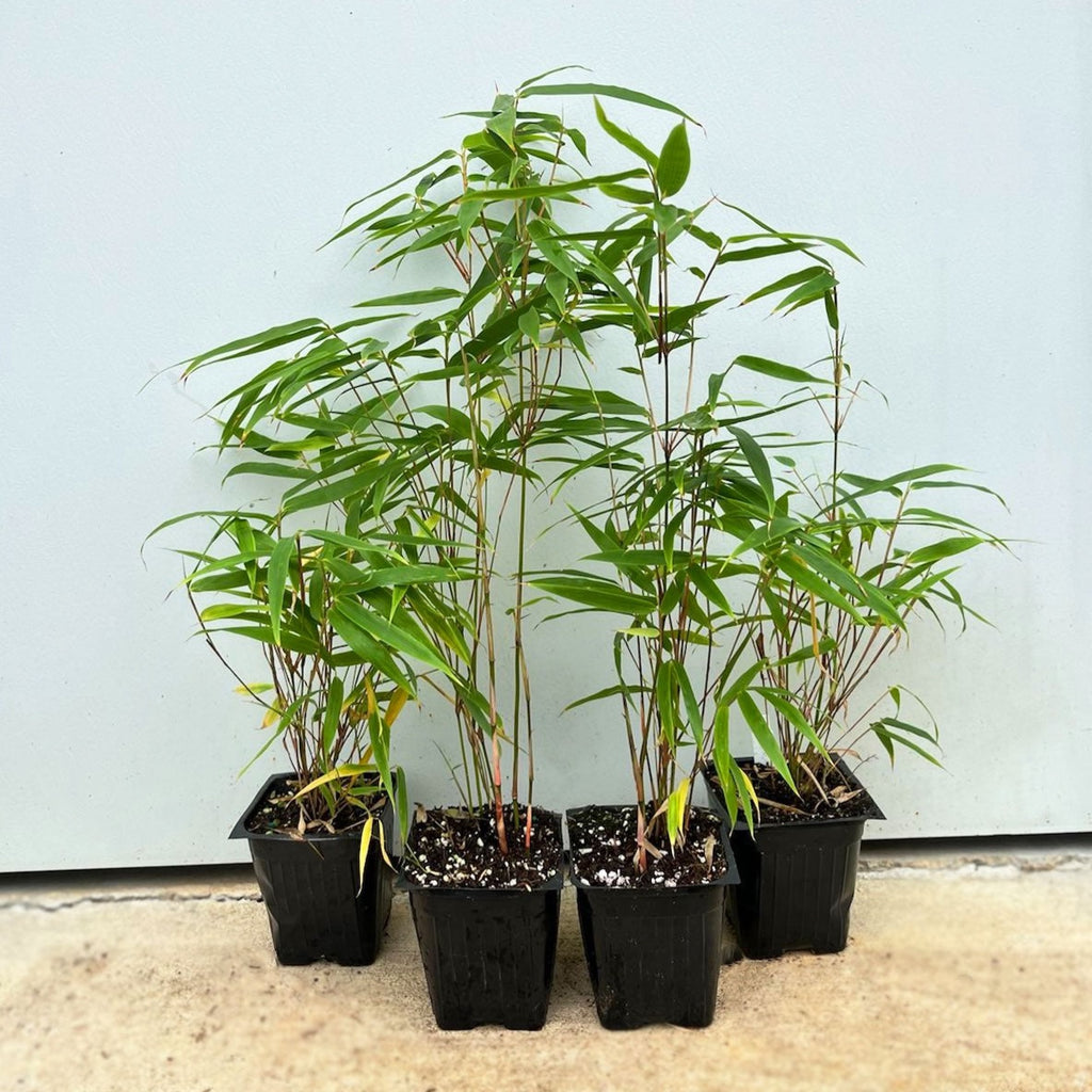 Rufa (Cold hardy Clumper)