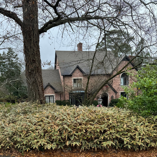Brick house with a garden of sasa vetchii along a road