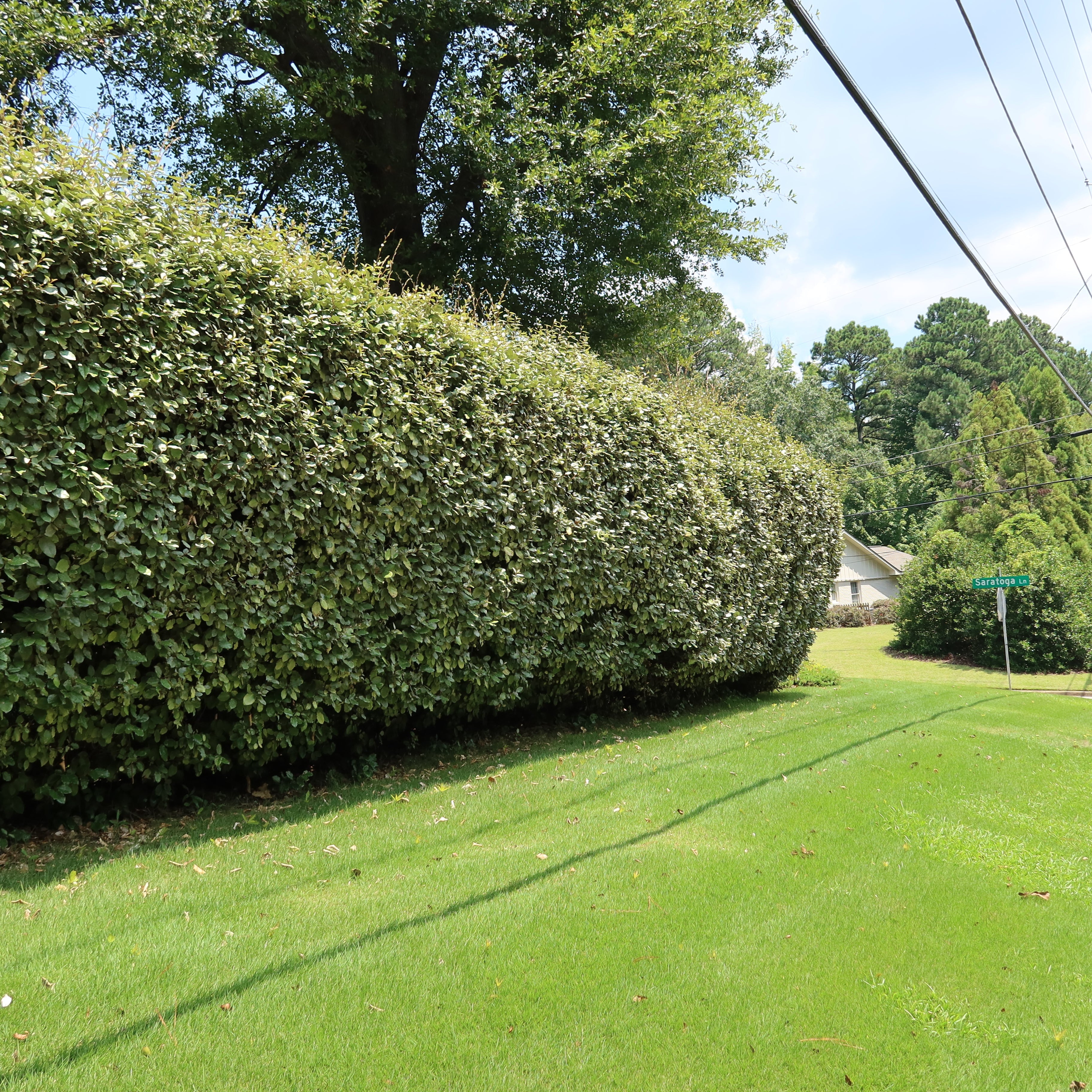 Row of Silverberry as you turn into a neighborhood.