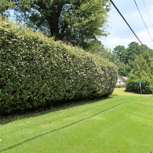 Row of Silverberry as you turn into a neighborhood.