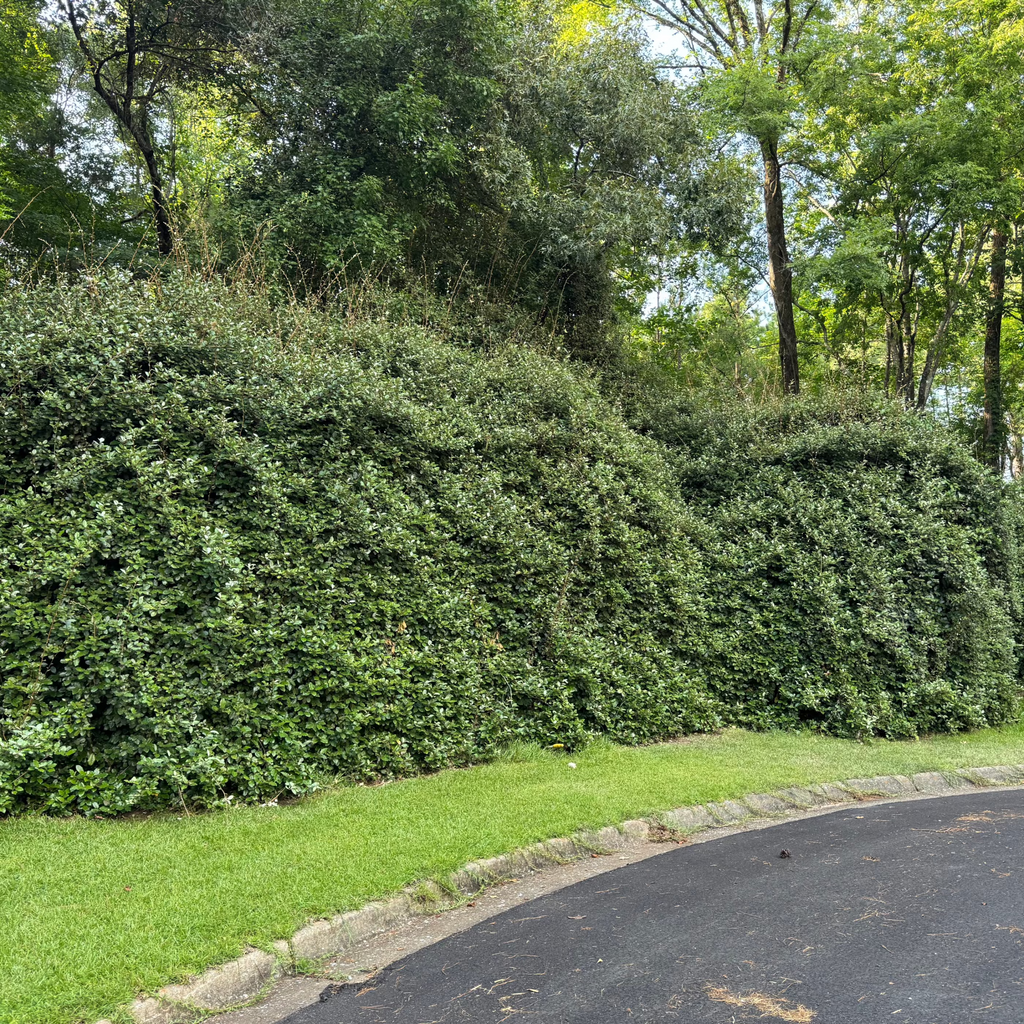 Silverberry in a natural untrimmed form. New growth is visible on the top.
