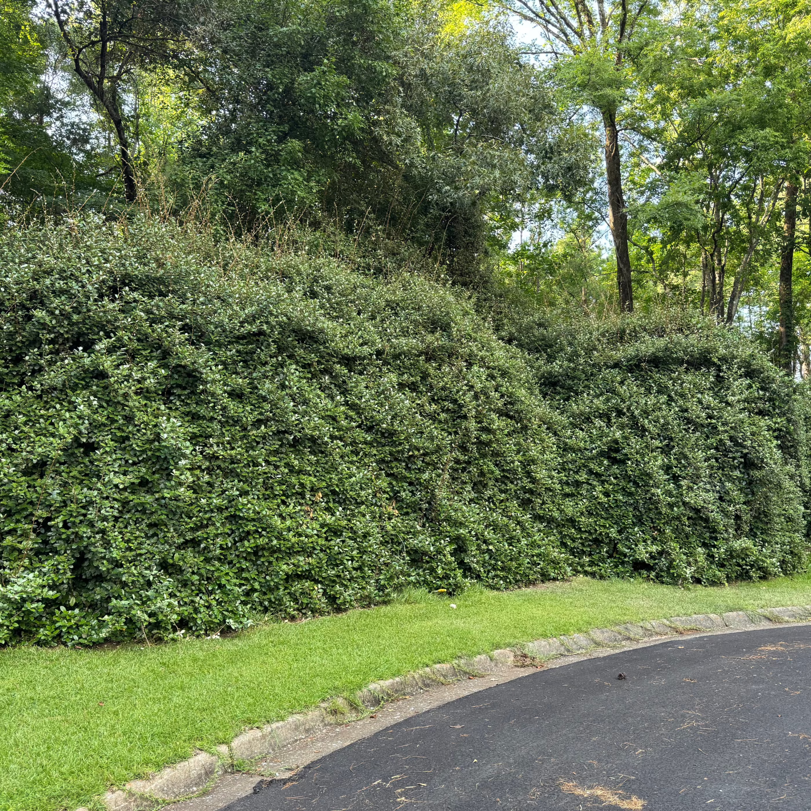 Silverberry in a natural untrimmed form. New growth is visible on the top.
