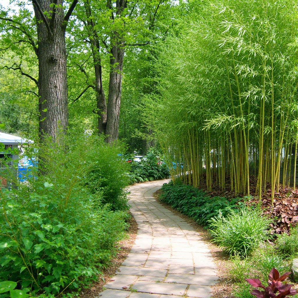 Spectabilis acting as a border along a pathway.