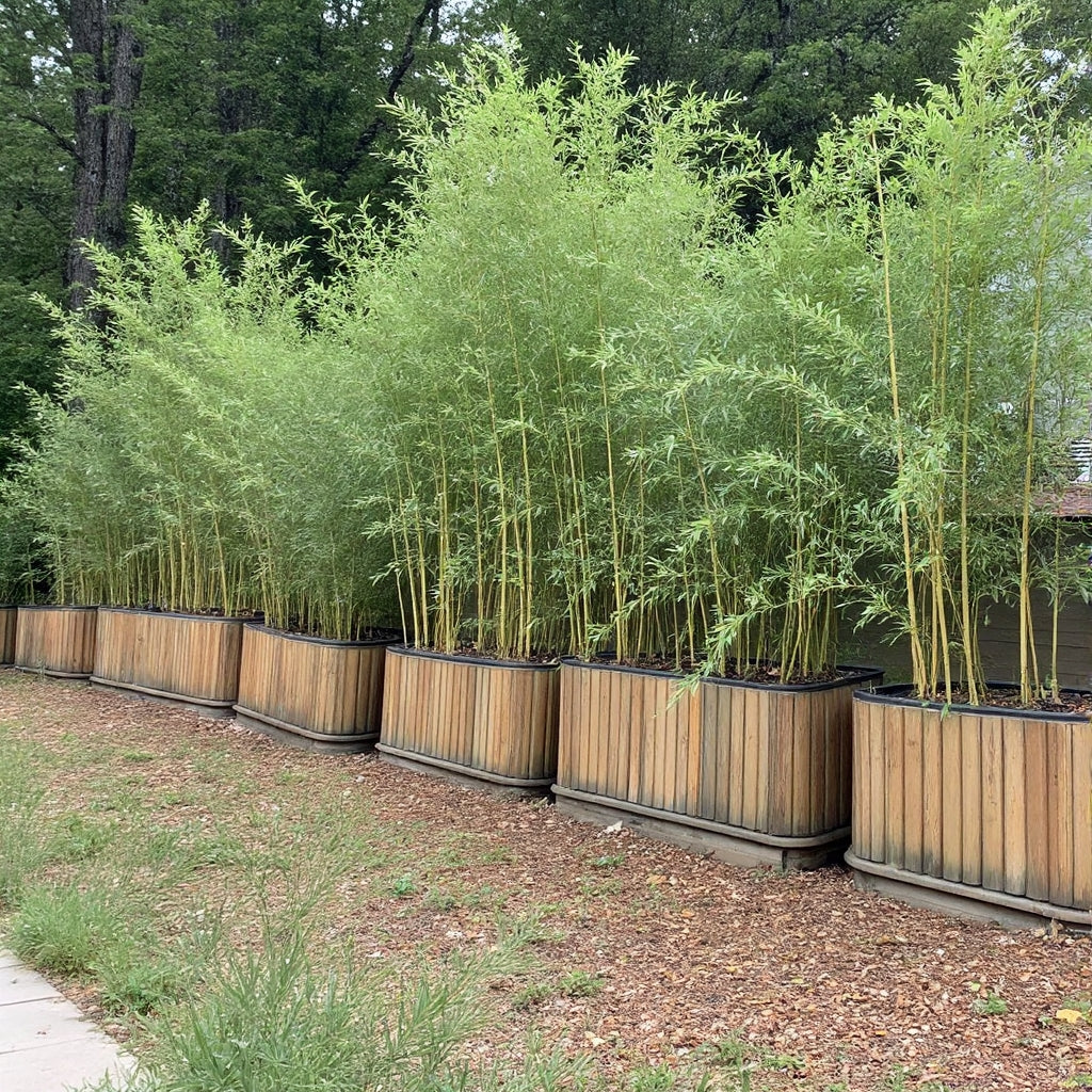 Spectabilis bamboo used as screen in above ground wooden planters