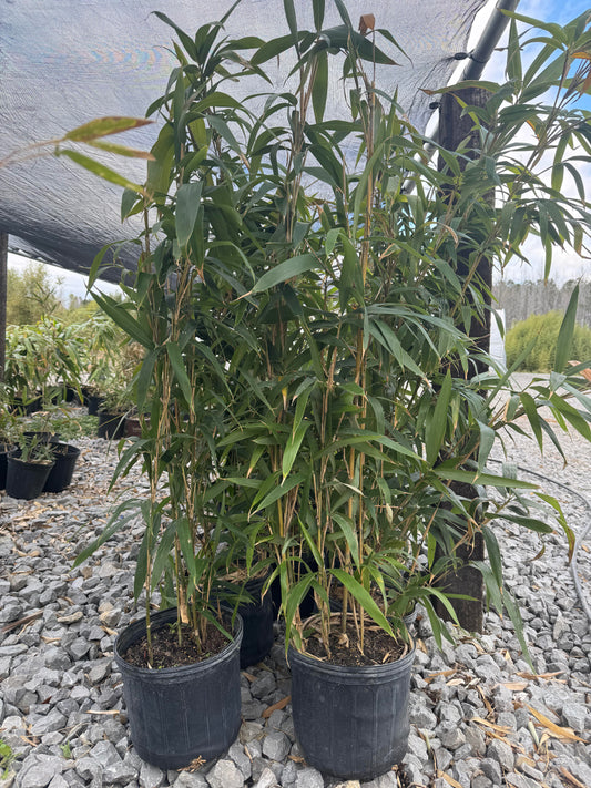 3 gallon size of tonkin cane pictured under a shade structure in Lewis Bamboo's nursery.