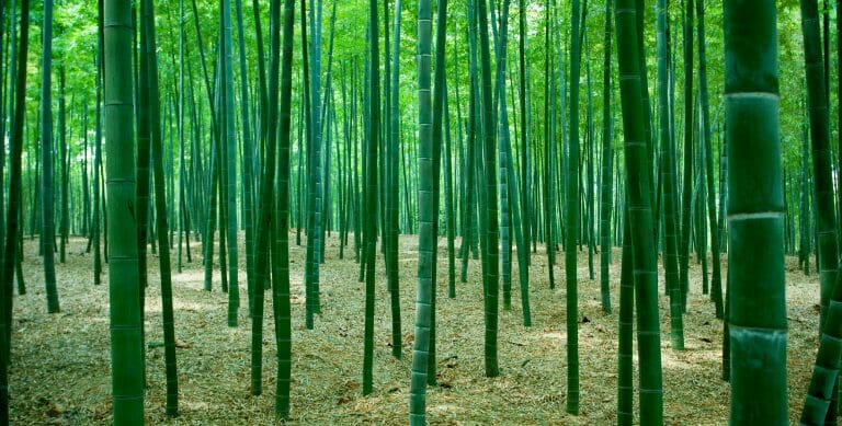 A natural leaf mat on the floor of a bamboo grove