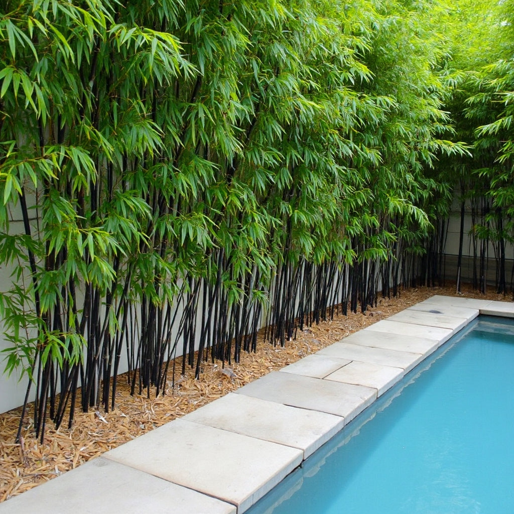 black bamboo creating a privacy screen along a thin edge of a pool.