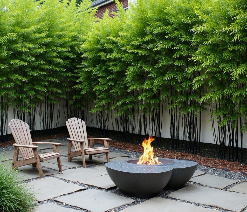 Black bamboo around a burning fire pit