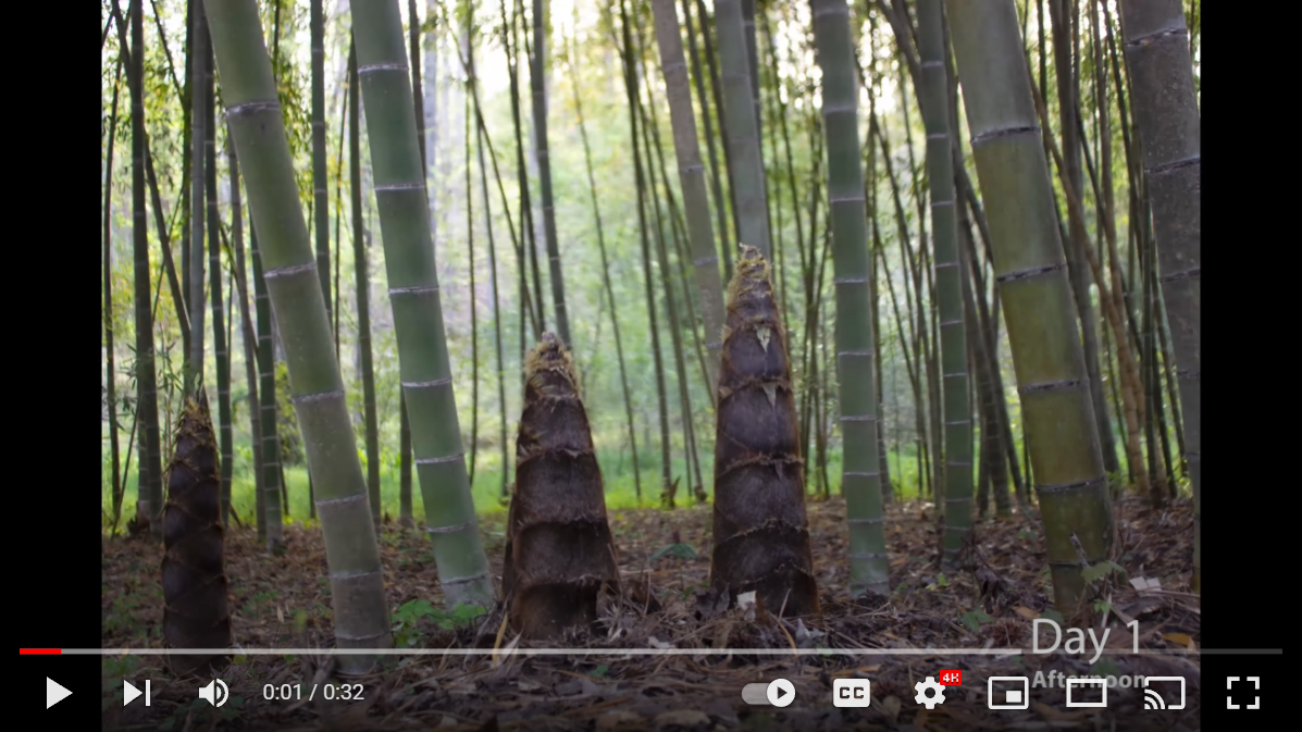 Load video: 5 day timelapse of Phyllostachys edulis &#39;Moso&#39; during the spring shooting season.