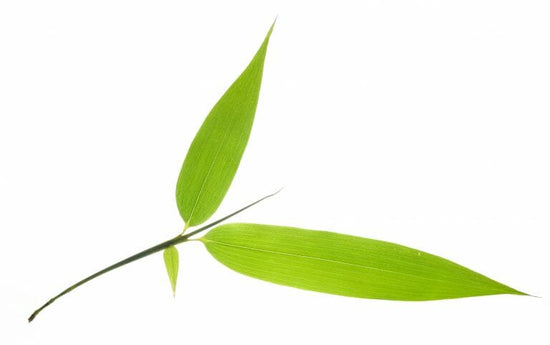 closeup of green bamboo leavs twig