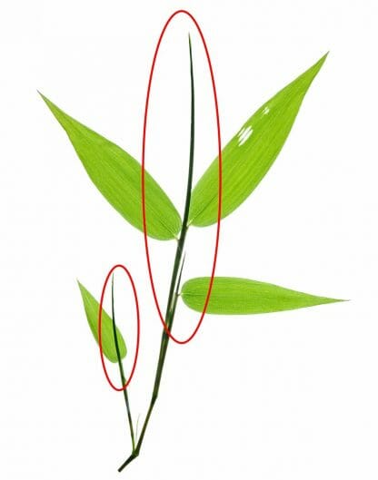A new leaf emerging behind the old foliage