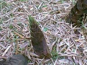 Identify an unwanted bamboo shoot