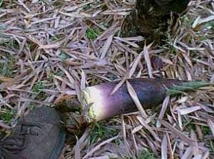 The aborted shoot will not regrow