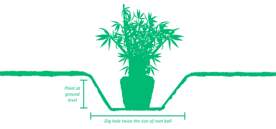 Diagram for bamboo planting depth and hole width.