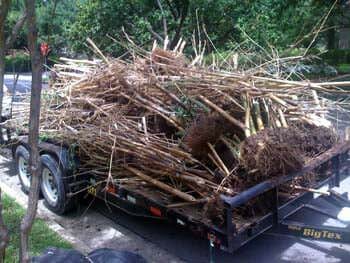bambusa multiplex 'alphonse karr', dead and loaded in the back of a trailer. It did not survive a harsh winter.