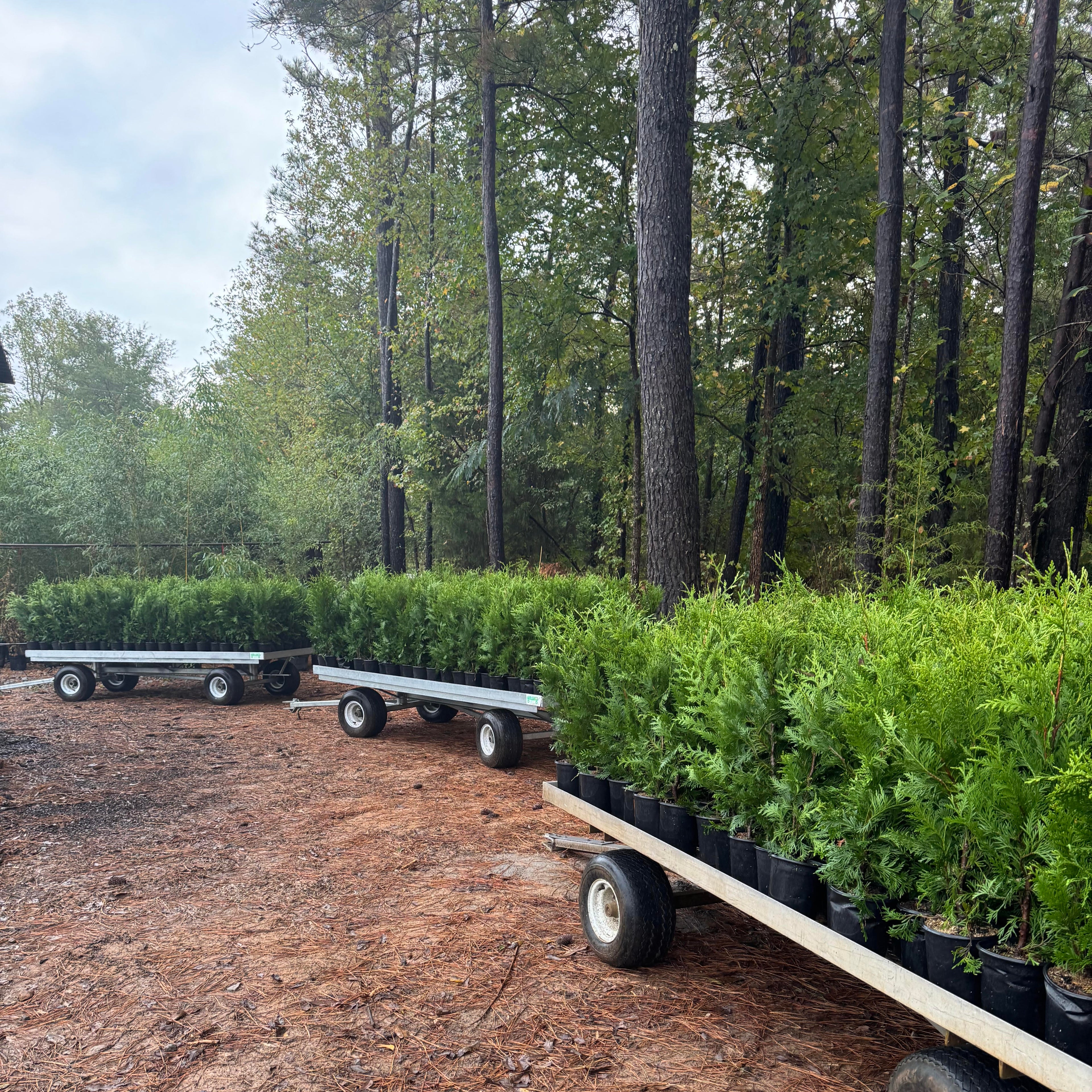Three nursery trailers full of 1 gallon sizes of giant thujas. 