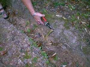 Root-pruning trench along a boundary