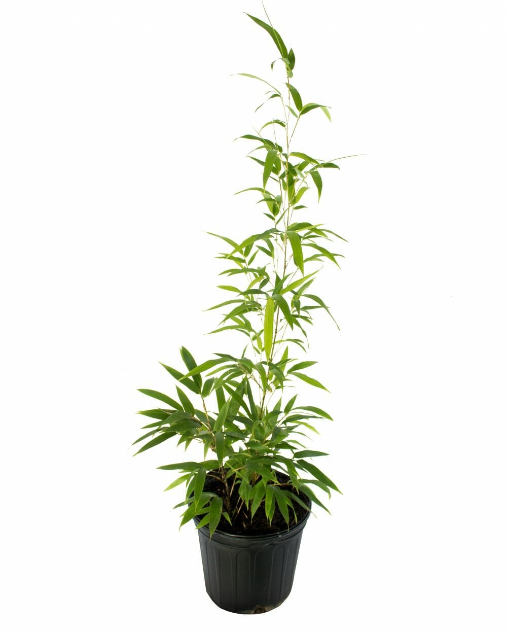 nursery container of black bamboo. green foliage. lush