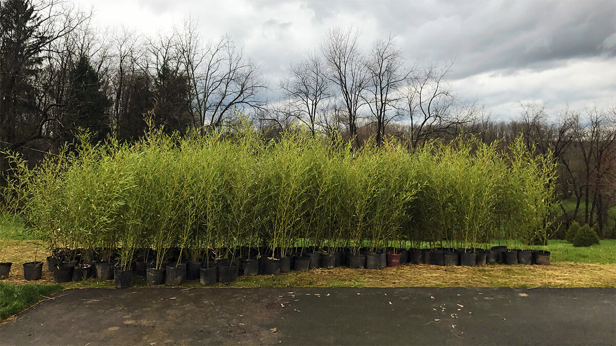 6'-10' Feet Tall Bamboo (5 Gallon)