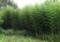 Grove of Alata bamboo. Dense, tall screen. Slender canes