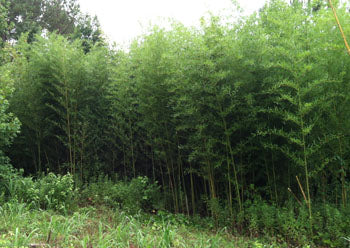 Grove of Alata bamboo. Dense, tall screen. Slender canes
