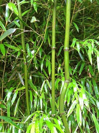 Upclose image of atala canes. slender. crook in cane. long narrow foliage.