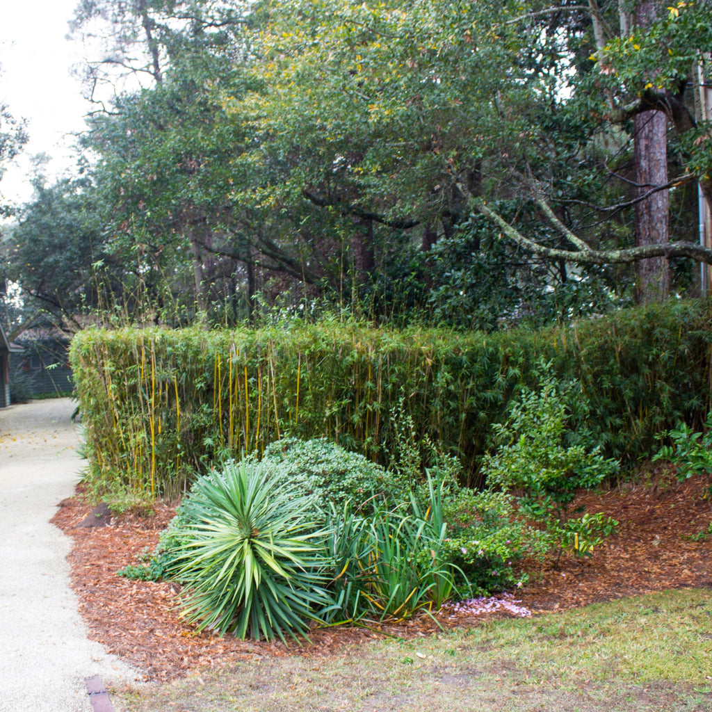 Alphonse Karr Bamboo topped and used as a privacy screen. slender canes. dense. 