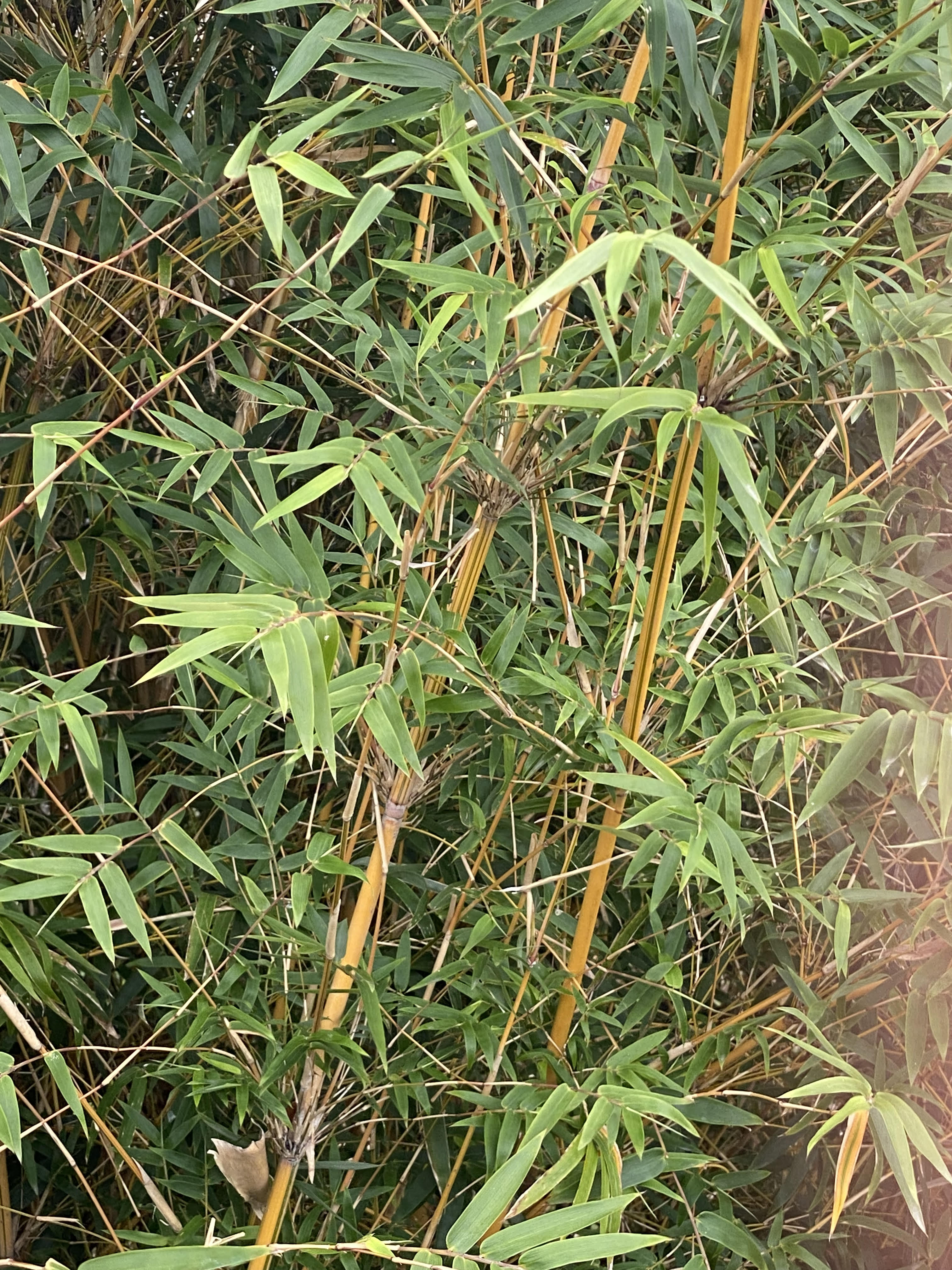 Close up picture of limpb formation on Alphonse Karr
