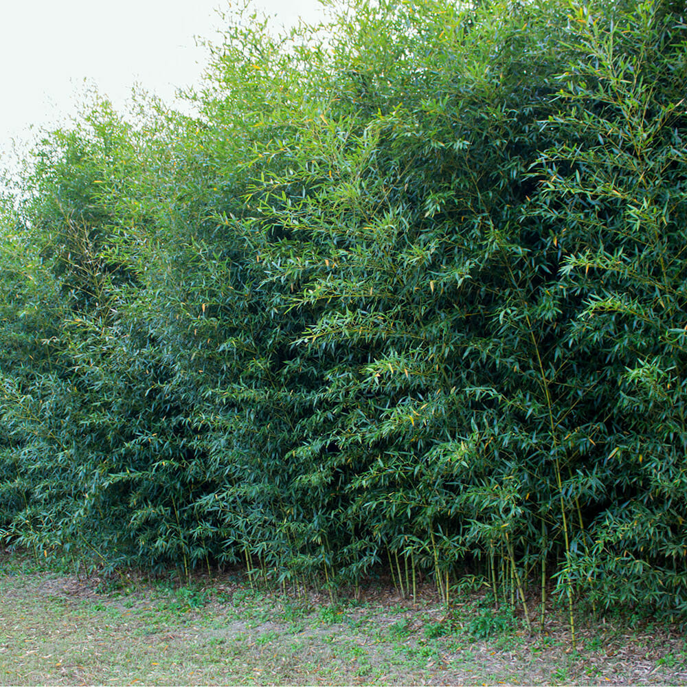Planting of Golden Bamboo at a park in Northern Florida. tall, dense screen. 
