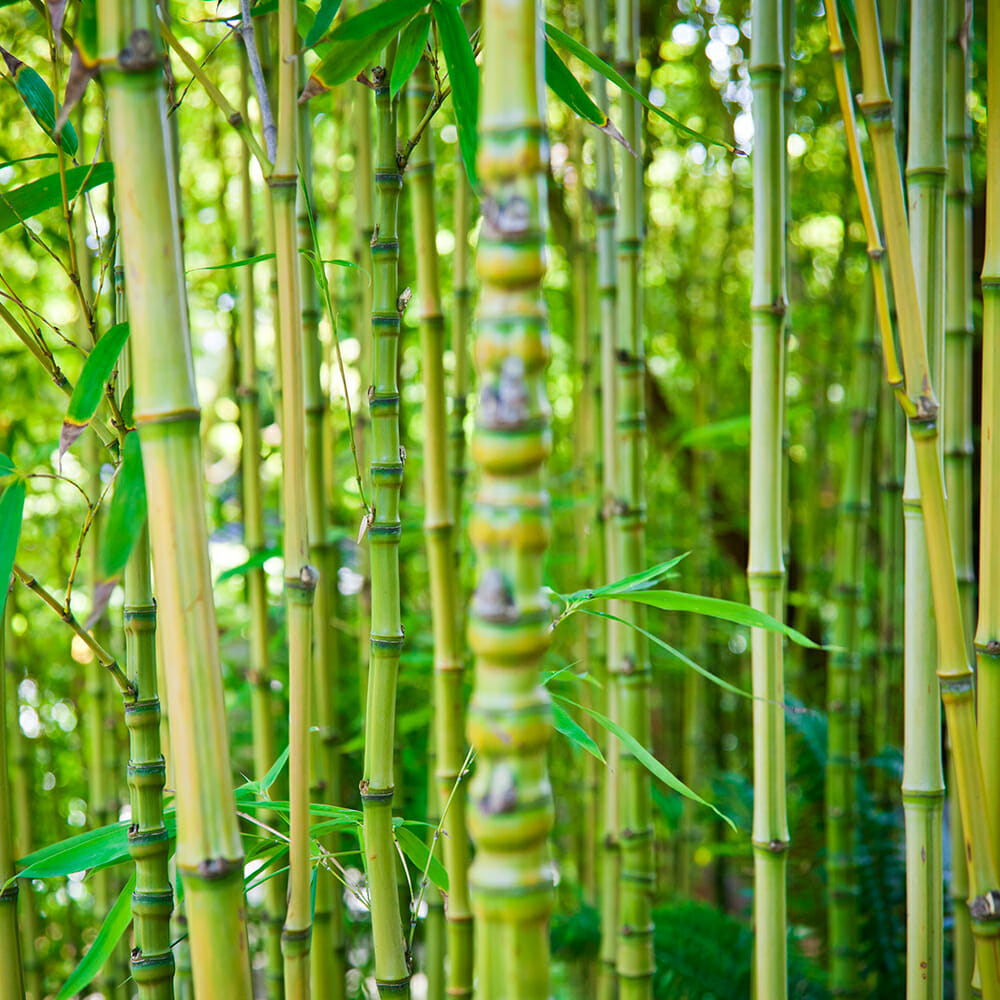 Aurea Golden Bamboo Closeup Internodes