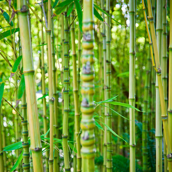 Golden Bamboo – Lewis Bamboo