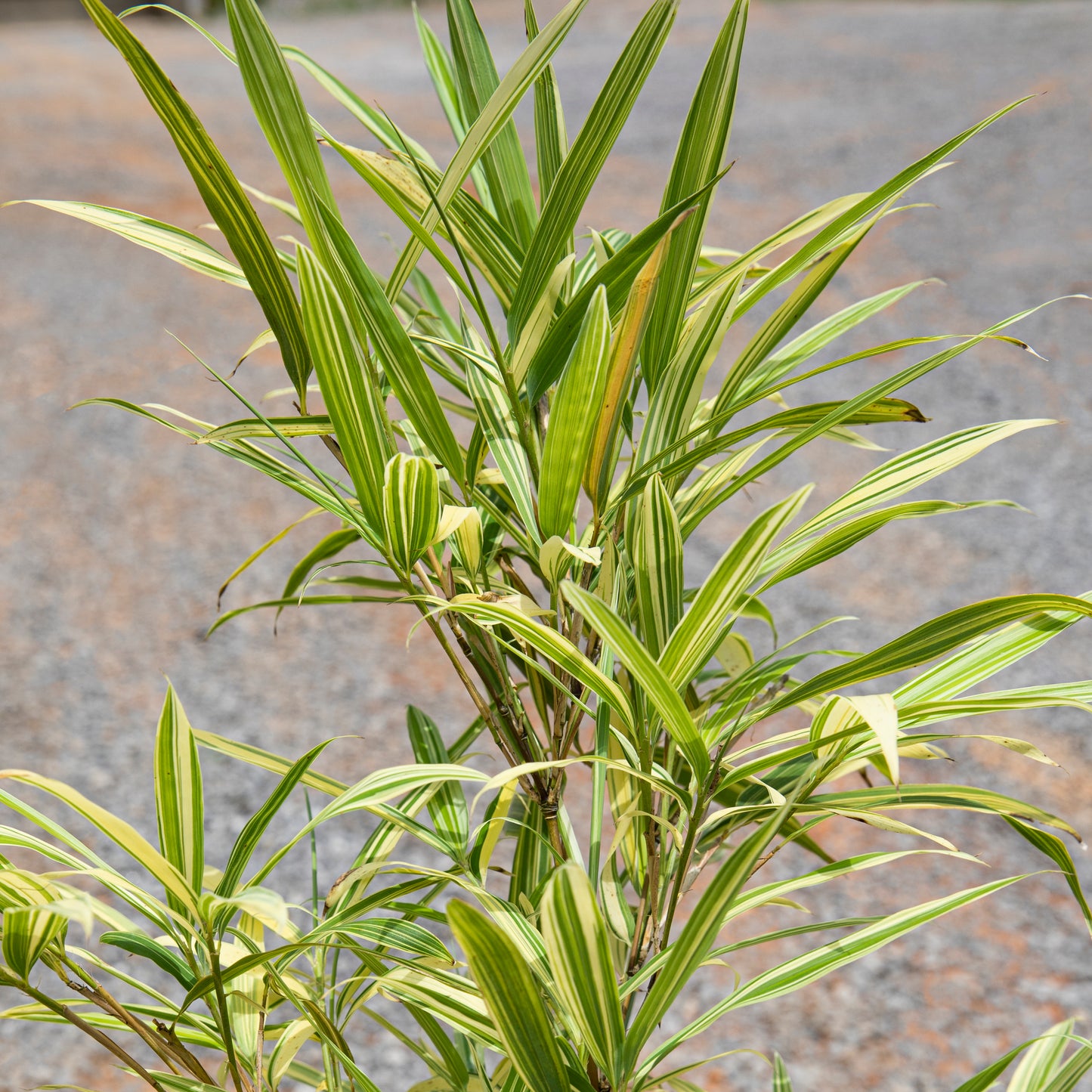 Upclose image of Albostriata. Green foliage with light yellow variegation. 
