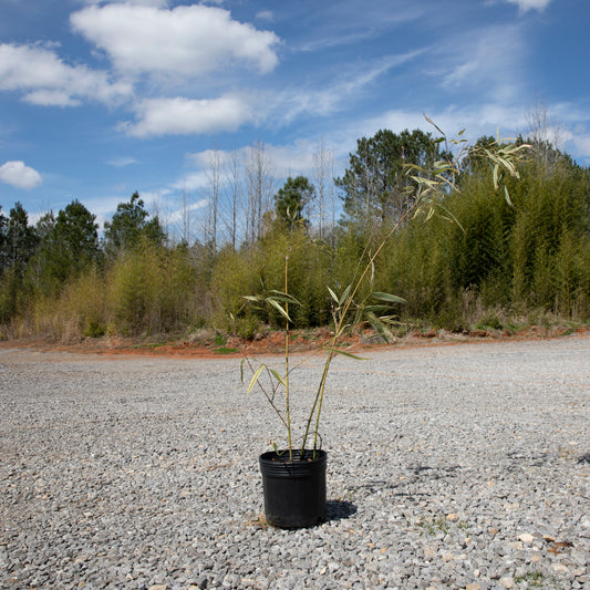 Hibanobambusa tranquillans "shiroshima"