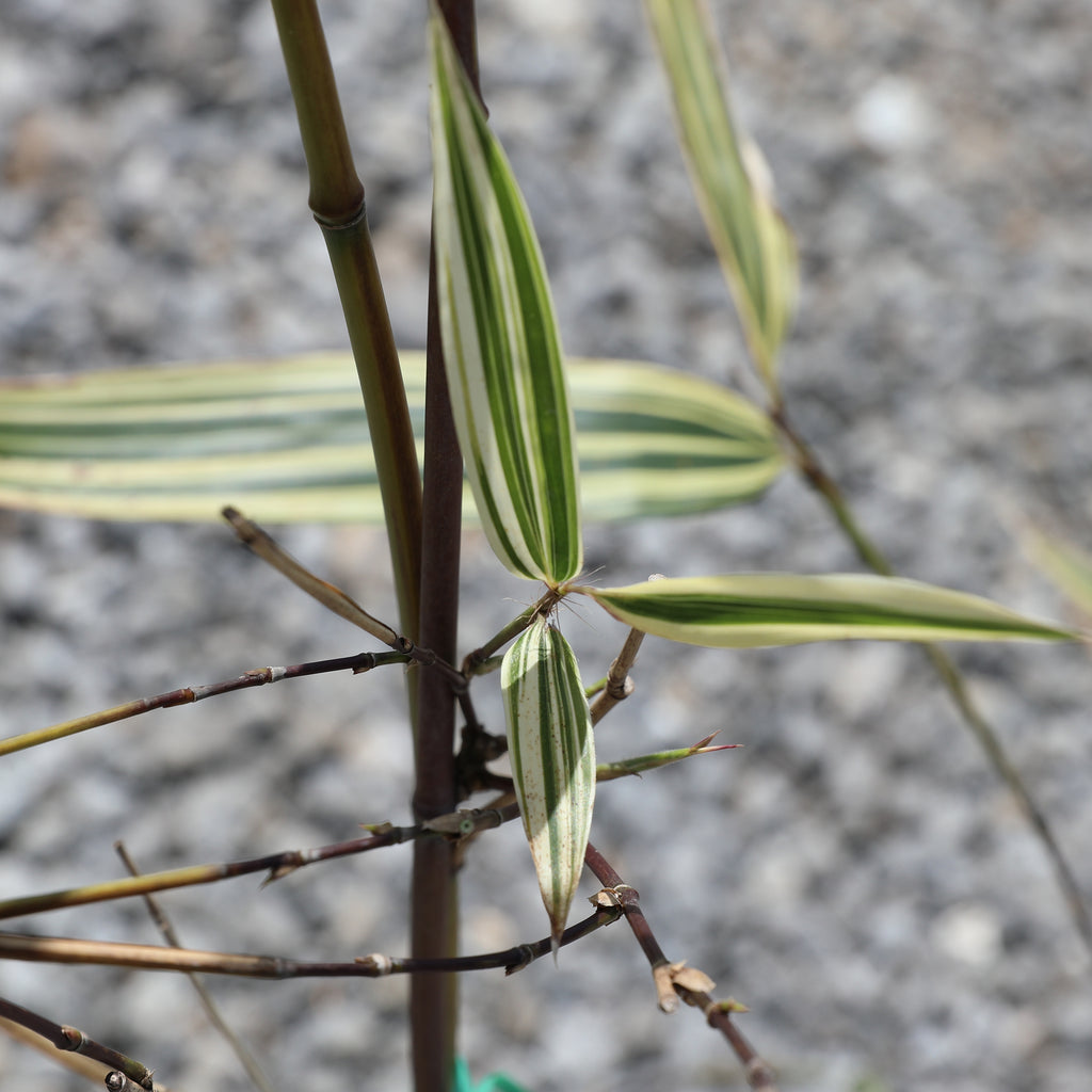 Hibanobambusa tranquillans "shiroshima"
