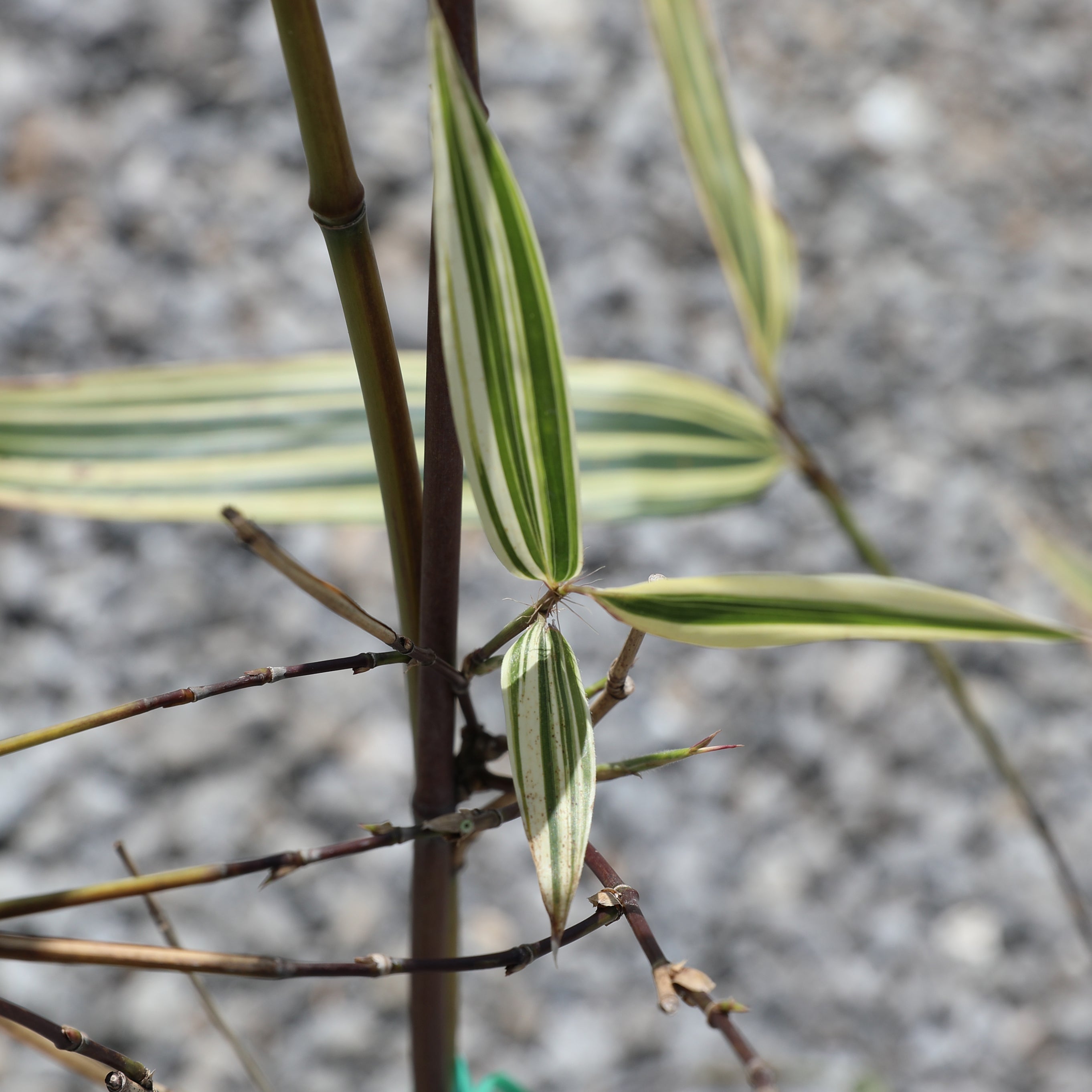 Hibanobambusa tranquillans "shiroshima"