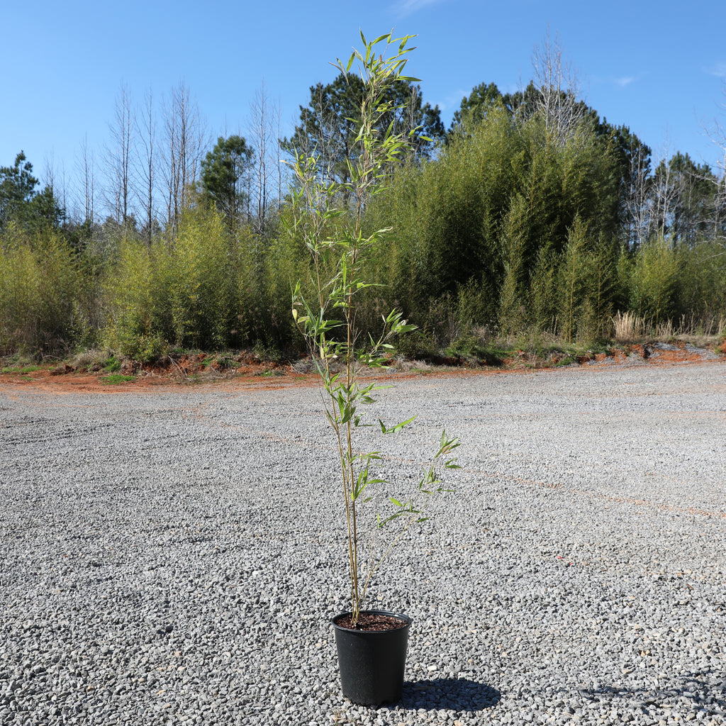 Brachystachyum densiflorum