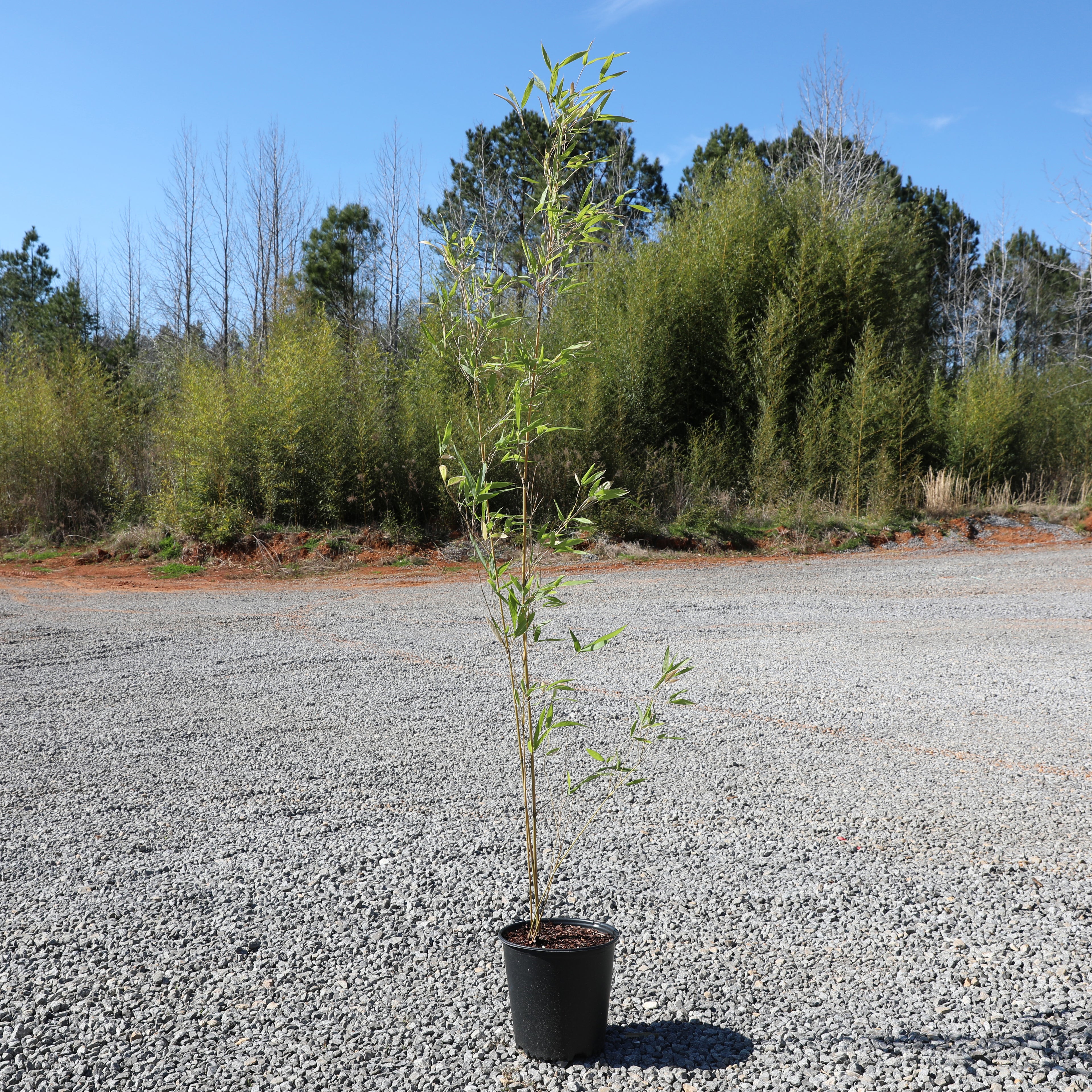 Brachystachyum densiflorum