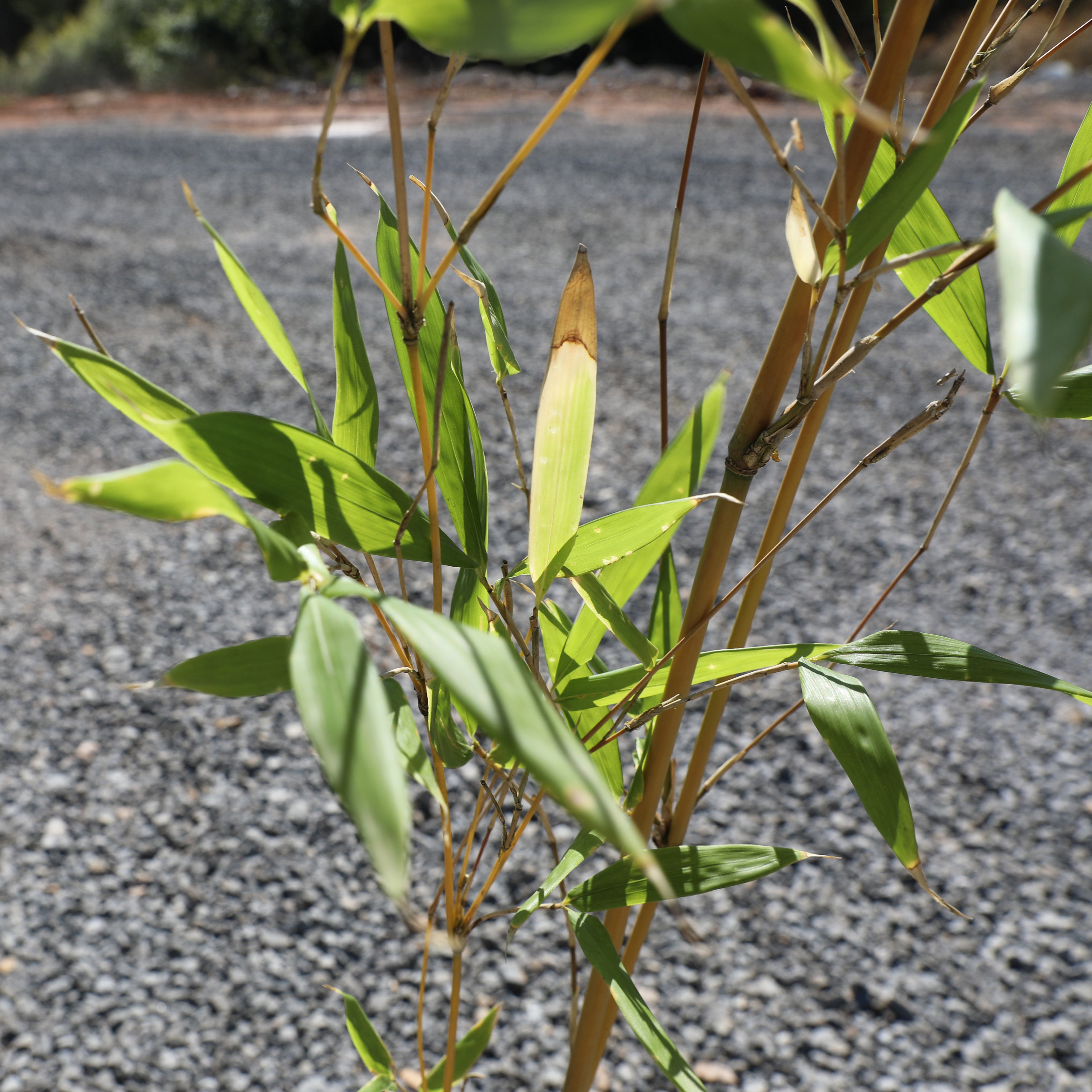 Brachystachyum densiflorum