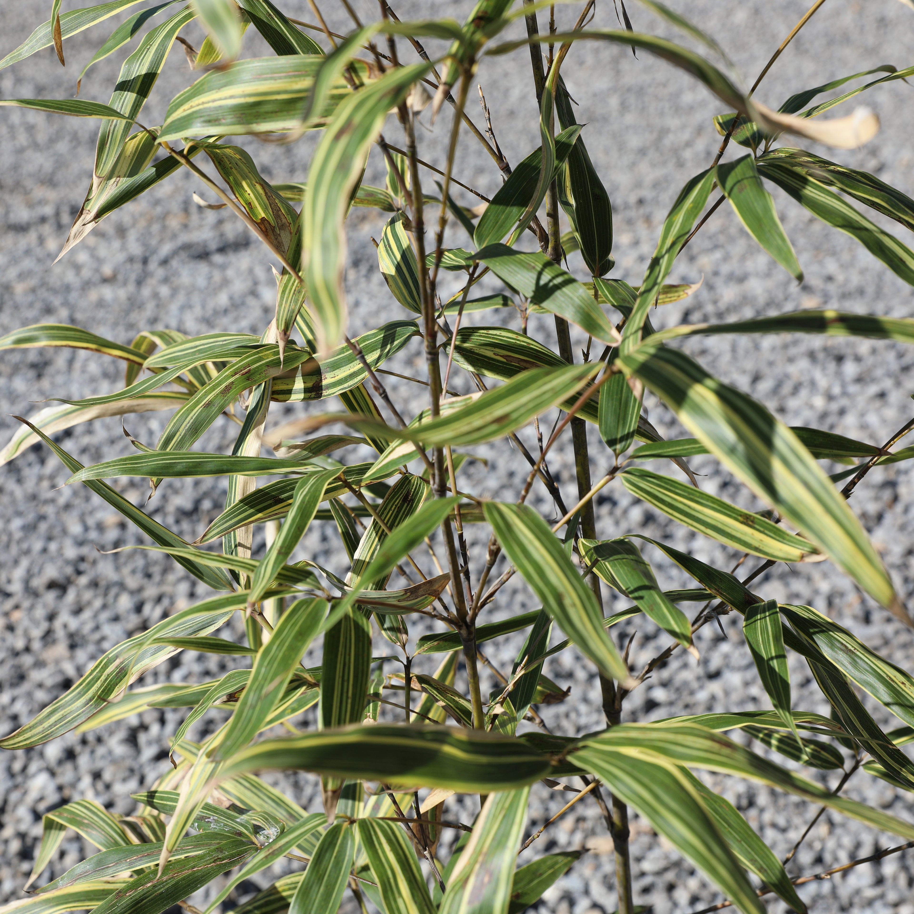Hibanobambusa tranquillans "shiroshima"
