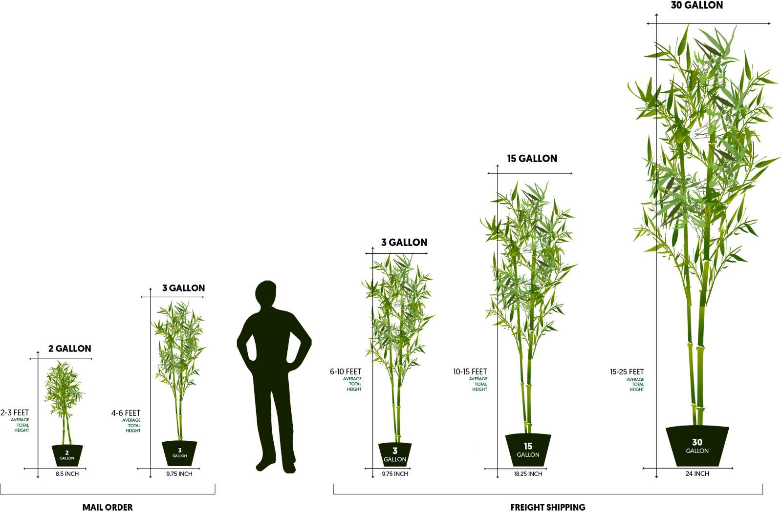 Bamboo Plant Sizes