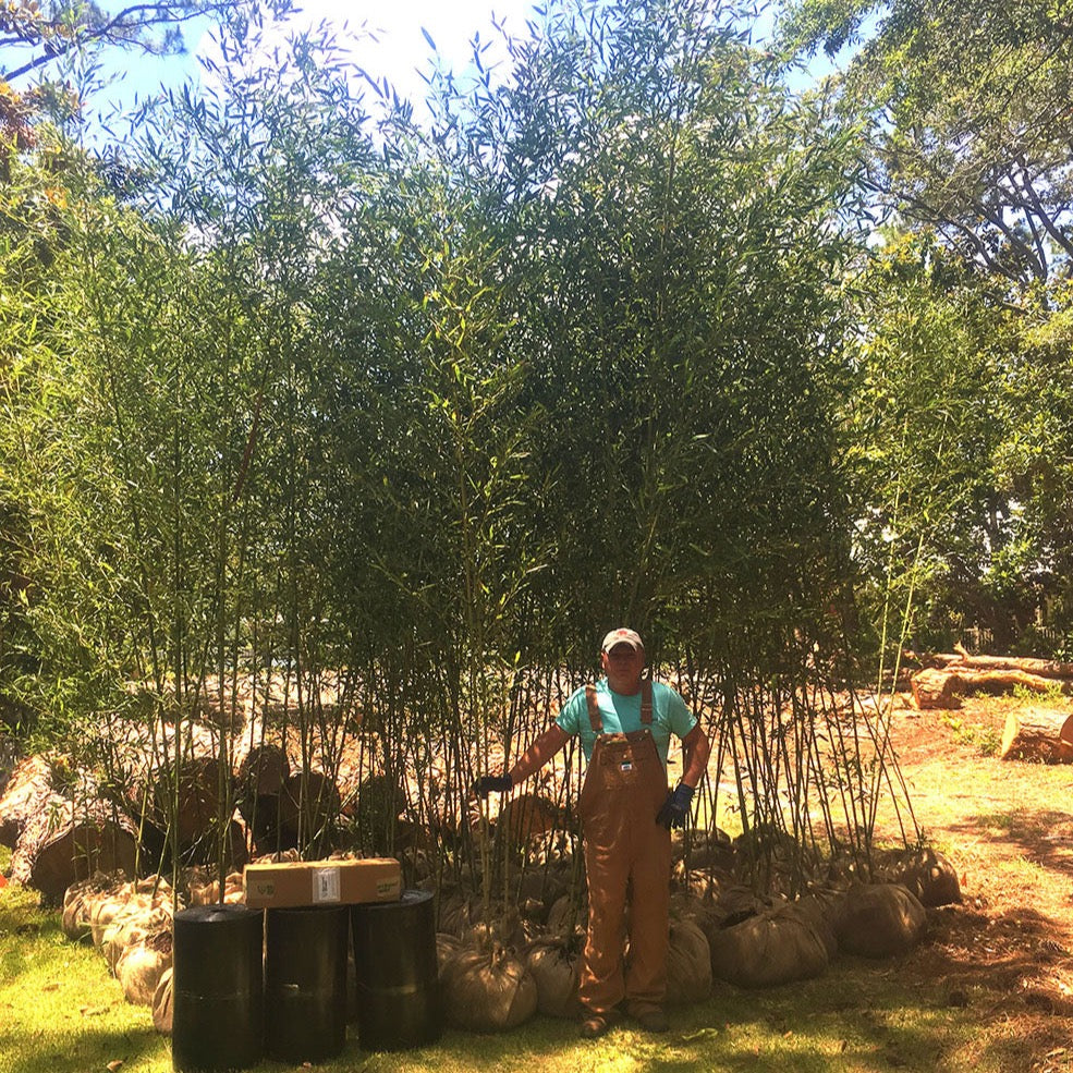 10'-15' Feet Tall Bamboo (15 Gallon) – Lewis Bamboo