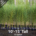Bissetii 15-gallon (10' to 1