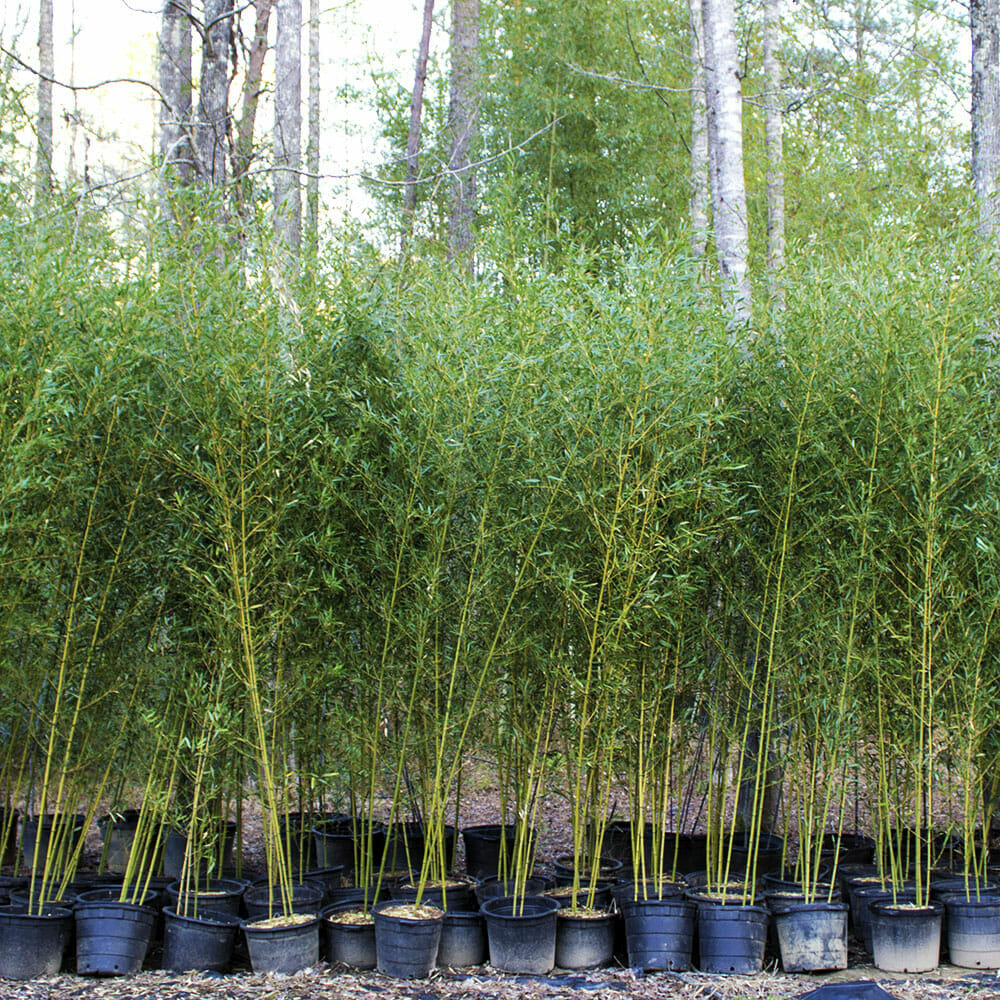 10'-15' Feet Tall Bamboo (15 Gallon) – Lewis Bamboo