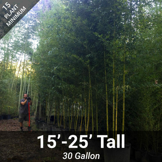 15'-25' Feet Tall Bamboo (30 Gallon)