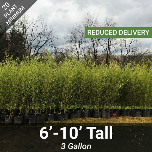 6'-10' Feet Tall Bamboo (3 Gallon)