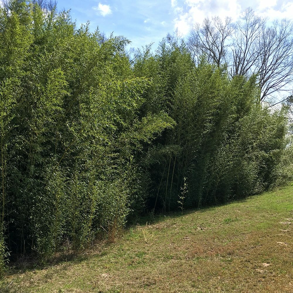 Large, tall, dense screen of bissetii grove. 